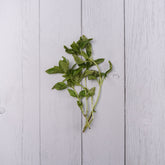 Basil -  100 % Natural & Farm Fresh  Fruits & Vegetables